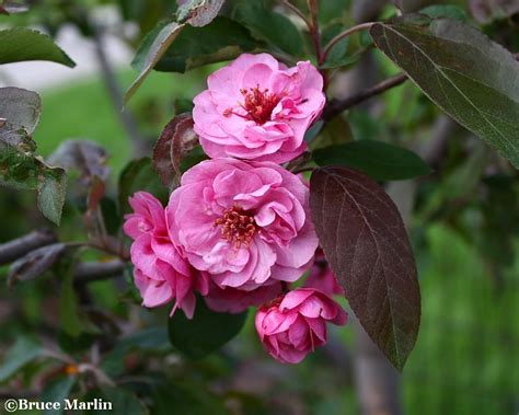 Check spelling or type a new query. Scarlet Brandywineâ„¢ Crabapple - Malus 'Scbrazam' - North ...