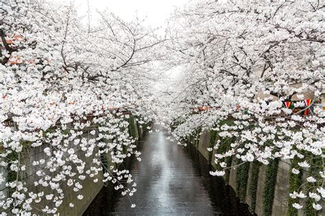 Meguro River Cherry Blossoms 2021 Japan Web Magazine