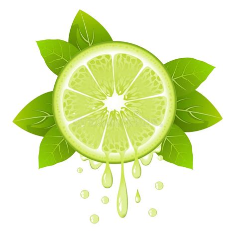 Realistic Lime Slice With Leaves And Drops Of Juice Juicy Fruit Fresh