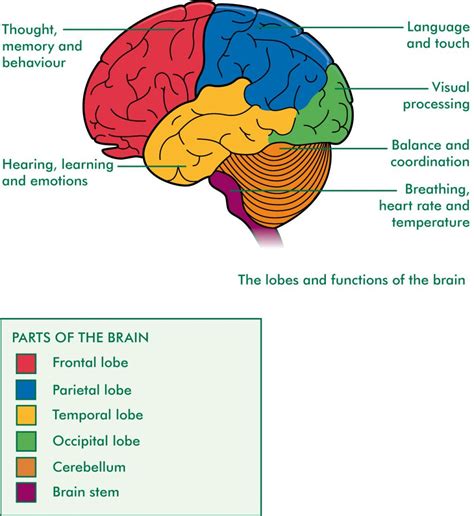 The cns is the site for processing the information. Brain Diagram With Functions Nervous System Structure ...