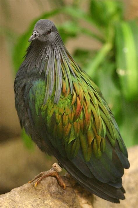 You can change icons, colors, and fonts and whatever you want. Nicobar pigeon, the closest living relative of the Dodo ...