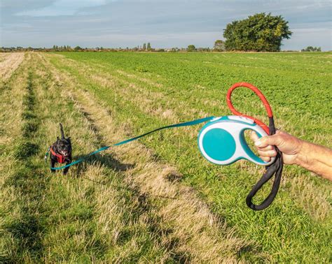 Pickles by Brian Crane