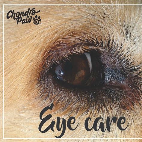 👉check Your Dogs Eyes Regularly By Ranking Himher To A Bright Area