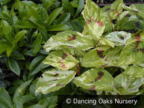 Persicaria Virginiana Painters Palette Variegated Fleeceflower