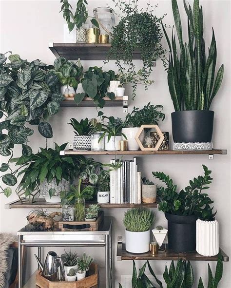 22 Office Plants No Sunlight To Give Fresh Touch In Your