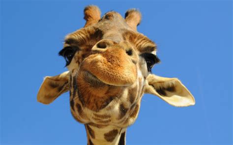 Animals Funny Giraffe Picture Nr 38397