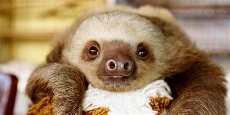 There are six extant species. Twerking Baby Sloths (VIDEO) | HuffPost