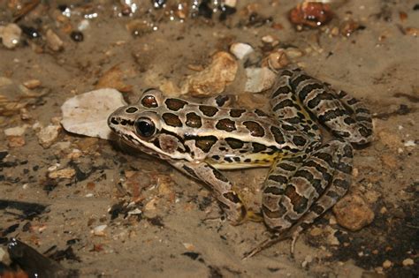 Pickerel Frog Lithobates Palustris Reptiles And Amphibians Of Iowa