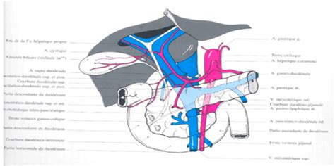 Pancréas Artère Et Veine Mésentérique Supérieure