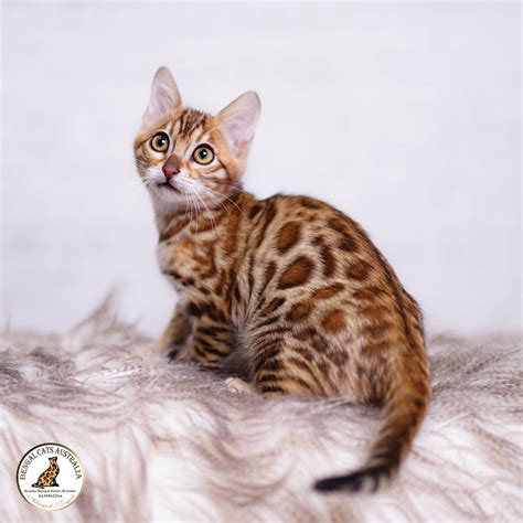 Bengal Kittens For Sale Breeder Ashmiyah Bengal Cats