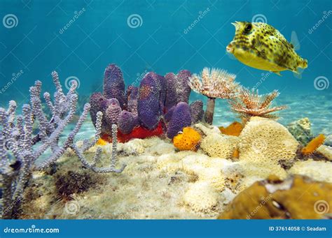 Colorful Underwater Marine Life Seabed Stock Photo Image Of Sponge