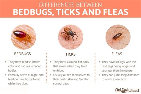 Bedbugs Vs Ticks Vs Fleas Physical Features Feeding Habits And Health Risks