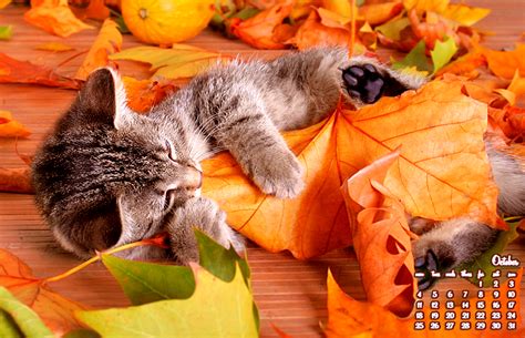 15 Красиви есенни дрешки за Вашия десктоп м Октомври Белла Донна