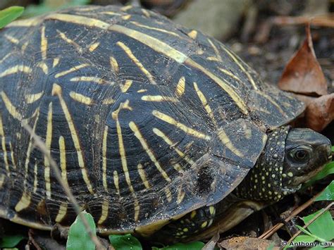 2020 Year Of The Turtle Box Turtles Panhandle Outdoors
