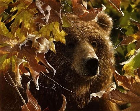 Cute Fall Animals Beautiful Bear Forest Brown Woods Leaves Fall Animals