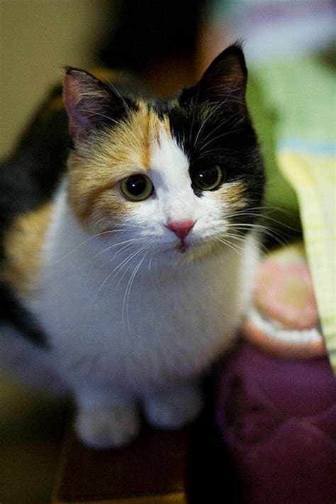 Baby The Lovely Calico Kitty Love Meow