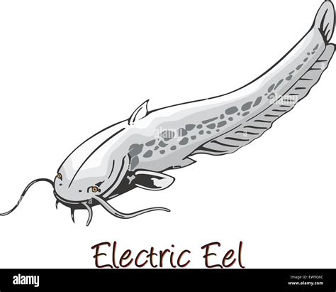 Electric Eel Color Illustration Stock Vector Image And Art Alamy