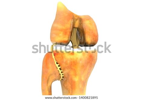 Anatomy Human Knee Joint 3d Illustration Stock Illustration 1400821895