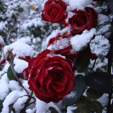 Готовим розы к зиме четыре действия которые непременно нужно успеть