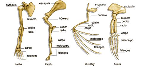 Anatomía Comparada Algunas Evidencias De La Macroevolución