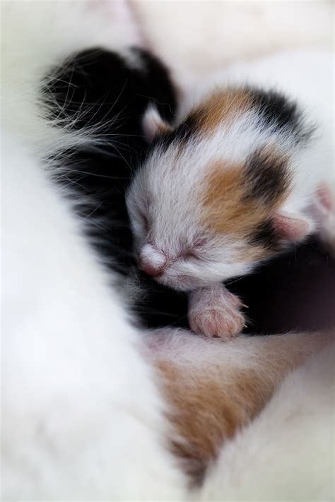 Tiny Kitten Free Stock Photo Public Domain Pictures