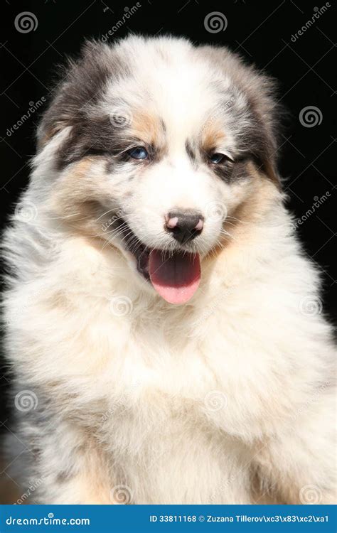 Gorgeous Puppy Smiling At You Stock Photo Image Of Puppy Doggy 33811168