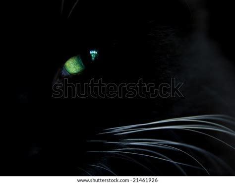 Black Cat Bright Green Eye Stock Photo 21461926 Shutterstock