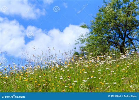 Wild Flowers Stock Image Image Of Plant Wild Summer 45205869
