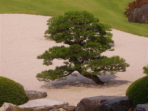 Who can imagine gardens without flowering cherries, hostas, japanese maples, or magnolias? Japanese garden in a small yard