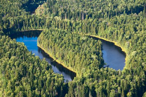 Top View Of Forest River Stock Image Image Of Green 36639077
