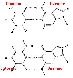 Adenine, cytosine, guanine and thymine. How are the bases arranged in a DNA or RNA molecule? - Quora