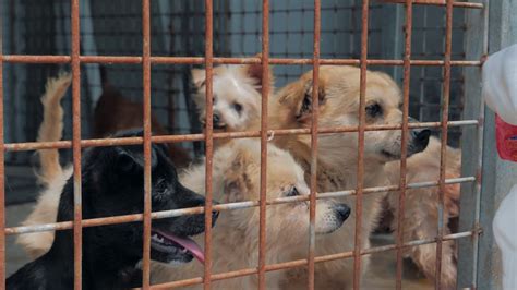 Sad Dogs In Shelter Behind Fence Waiting To Be Rescued And Adopted To
