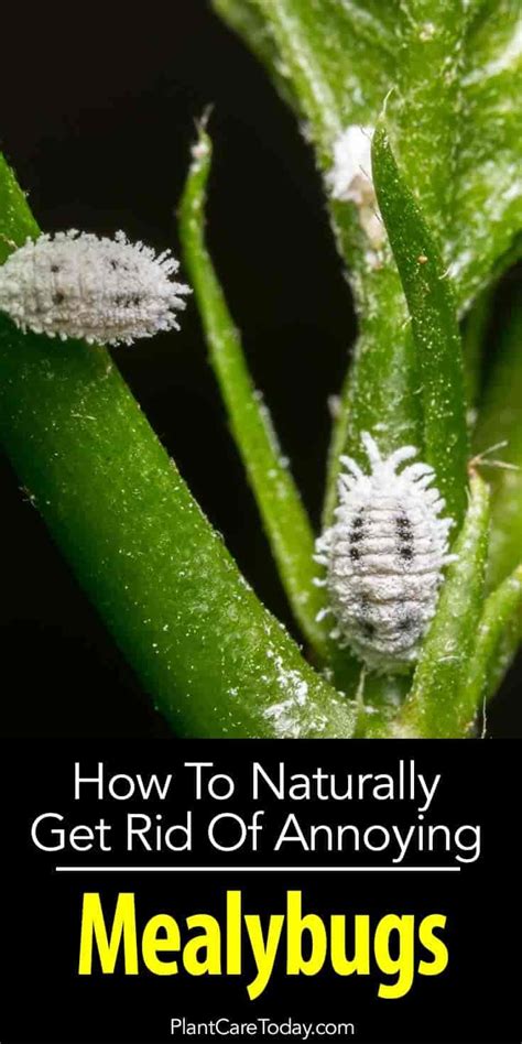 Mealy Bugs How To Get Rid Of Mealybugs Control Guide White Bugs On