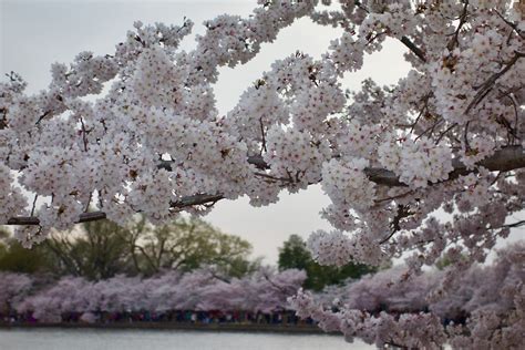 Peak Bloom Cherry Blossoms Washington Dc 462018 Flickr