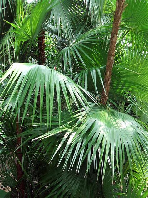 11 Palm Trees That Tolerate Cold Weather