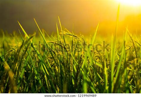 Asia Rice Sunshine Background On Harvest Stock Photo Edit Now 1219969489