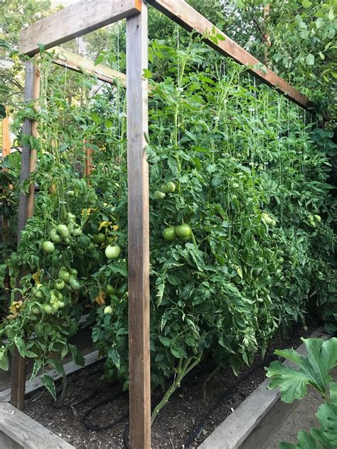 Backyard Tomato Garden Ideas
