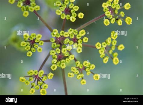 Wild Parsnip Pastinaca Sativa Flowers About To Open Stock Photo Alamy