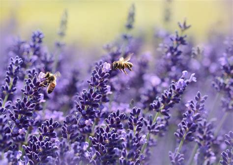The Smell Of Lavender Is Relaxing Science Confirms