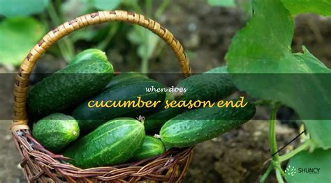 How To Know When Cucumber Season Is Coming To An End Shuncy