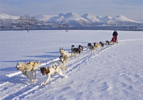 Dog Sledding And Northern Lights Fjord Travel Norway