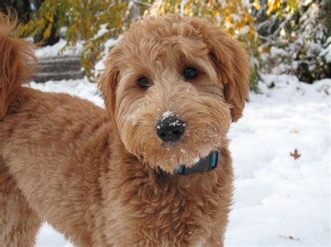 1000 Ideas About Goldendoodle Haircuts On Pinterest