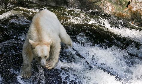 Spirit Bear The Canadian Encyclopedia