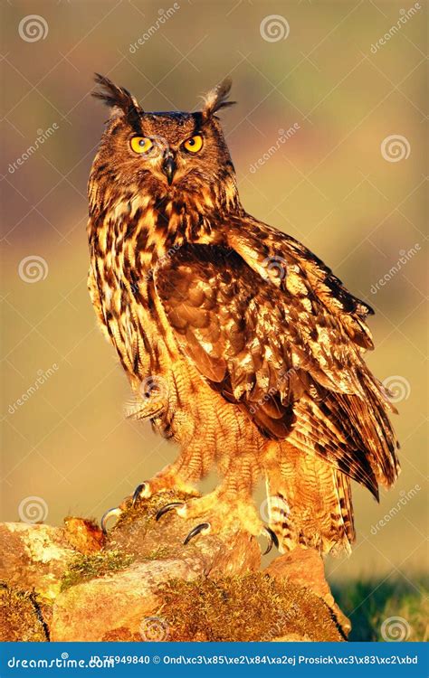 Big Eurasian Eagle Owl Bird Sitting On The Stone In The Meadow With