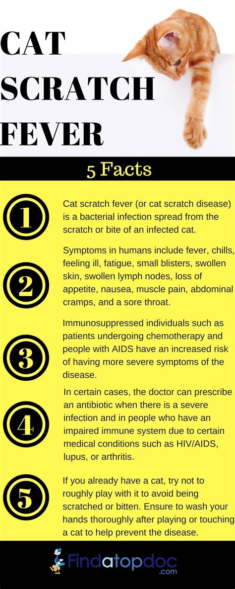 Cat Scratch Disease Rash Randykruwhanna