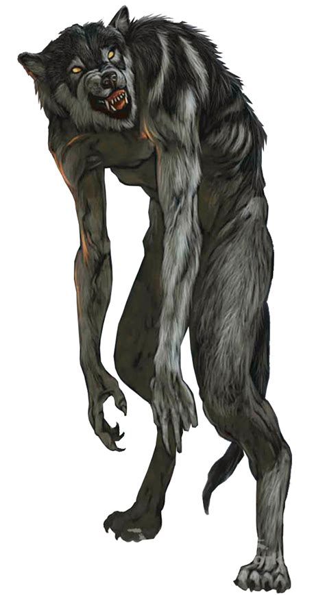 Werewolf Png Transparent Image Download Size 602x1103px