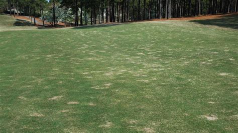 Spring Dead Spot In Turf Nc State Extension Publications