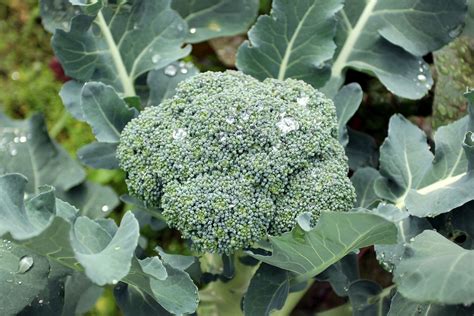 Growing Broccoli How To Sow Harvest And Grow Broccoli