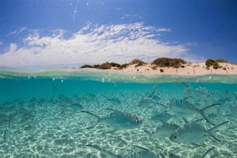 Awesome Facts About Ningaloo Reef Western Australian Travel