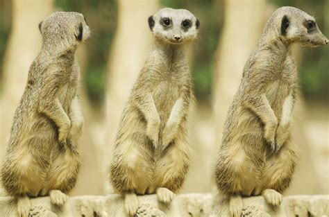 Suricate Or Meerkat Sitting Free Stock Photo Public Domain Pictures